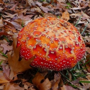 Amanita muscaria at Yarralumla, ACT - 12 May 2019