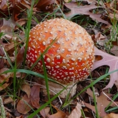 Amanita muscaria at Yarralumla, ACT - 12 May 2019