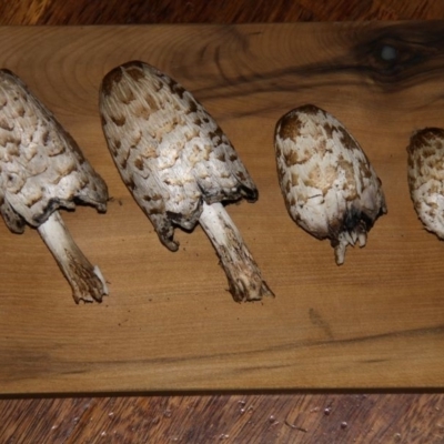 Coprinus comatus (Shaggy Ink Cap) at Acton, ACT - 7 May 2015 by HarveyPerkins