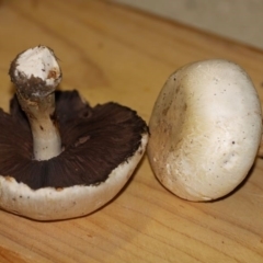 Agaricus sp. (Agaricus) at Acton, ACT - 30 Apr 2015 by HarveyPerkins