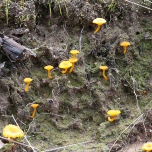 Lichenomphalia chromacea at Stromlo, ACT - 8 Oct 2016