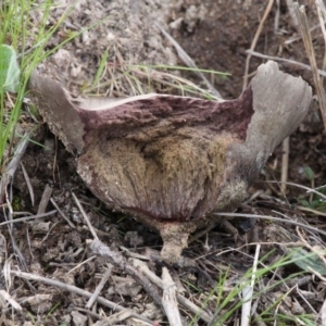 Calvatia cyathiformis at Stromlo, ACT - 8 Oct 2016 11:12 AM