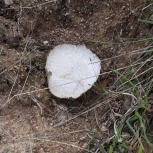 Calvatia cyathiformis at Stromlo, ACT - 8 Oct 2016 11:12 AM