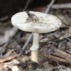 Amanita sp. (Amanita sp.) at Paddys River, ACT - 7 Feb 2016 by HarveyPerkins