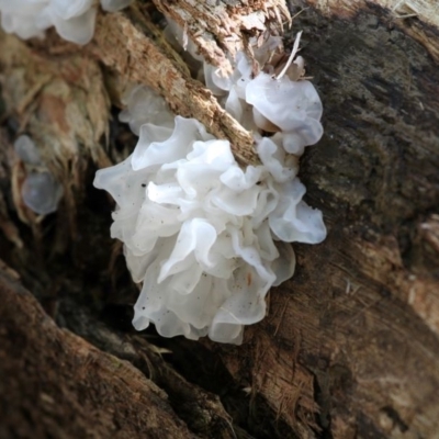 Tremella fuciformis (Snow Fungus) at Paddys River, ACT - 7 Feb 2016 by HarveyPerkins