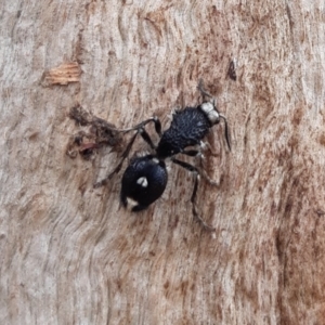 Bothriomutilla rugicollis at Gungahlin, ACT - 4 Sep 2019 02:40 PM