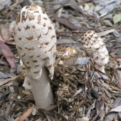 Coprinus comatus (Shaggy Ink Cap) at Acton, ACT - 19 Oct 2004 by HarveyPerkins