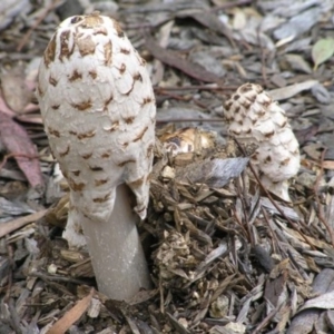 Coprinus comatus at Acton, ACT - 20 Oct 2004 09:18 AM