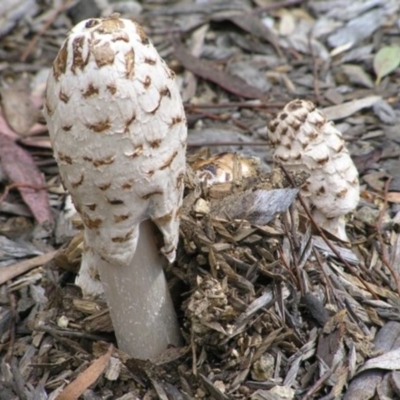 Coprinus comatus (Shaggy Ink Cap) at Acton, ACT - 19 Oct 2004 by HarveyPerkins