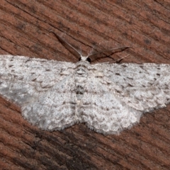 Phelotis cognata (Long-fringed Bark Moth) at Rosedale, NSW - 31 Aug 2019 by jbromilow50