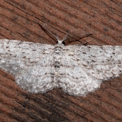 Phelotis cognata (Long-fringed Bark Moth) at Rosedale, NSW - 31 Aug 2019 by jb2602