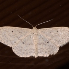 Scopula optivata (Varied Wave) at Rosedale, NSW - 31 Aug 2019 by jbromilow50