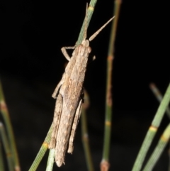 Coryphistes ruricola (Bark-mimicking Grasshopper) at Rosedale, NSW - 31 Aug 2019 by jbromilow50