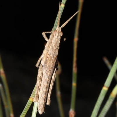 Coryphistes ruricola (Bark-mimicking Grasshopper) at Rosedale, NSW - 31 Aug 2019 by jb2602