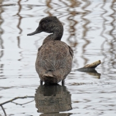 Stictonetta naevosa (Freckled Duck) at Fyshwick, ACT - 6 Sep 2019 by RodDeb