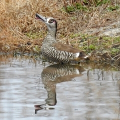 Malacorhynchus membranaceus (Pink-eared Duck) at Fyshwick, ACT - 6 Sep 2019 by RodDeb