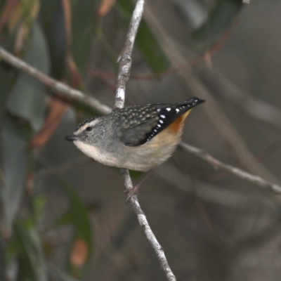 Pardalotus punctatus (Spotted Pardalote) at Broulee, NSW - 31 Aug 2019 by jb2602