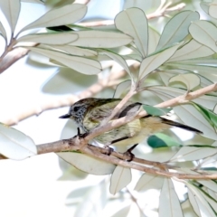 Acanthiza lineata (Striated Thornbill) at Broulee, NSW - 31 Aug 2019 by jb2602