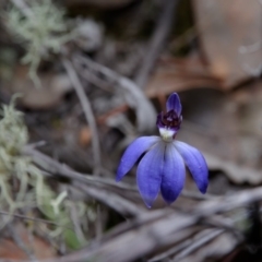 Cyanicula caerulea (Blue Fingers, Blue Fairies) at Hackett, ACT - 7 Sep 2019 by RobertD