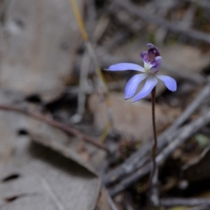 Cyanicula caerulea at Hackett, ACT - suppressed