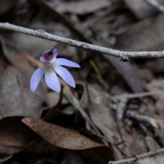 Cyanicula caerulea at Hackett, ACT - suppressed