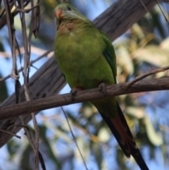 Polytelis swainsonii at Hughes, ACT - suppressed