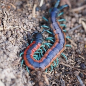 Scolopendra laeta at Gordon, ACT - 7 Sep 2019