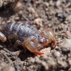 Urodacus manicatus (Black Rock Scorpion) at Gordon, ACT - 7 Sep 2019 by NadiaDannatt