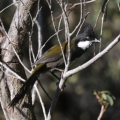 Psophodes olivaceus (Eastern Whipbird) at Guerilla Bay, NSW - 31 Aug 2019 by jbromilow50