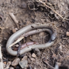 Aprasia parapulchella (Pink-tailed Worm-lizard) at Gordon, ACT - 7 Sep 2019 by NadiaDannatt