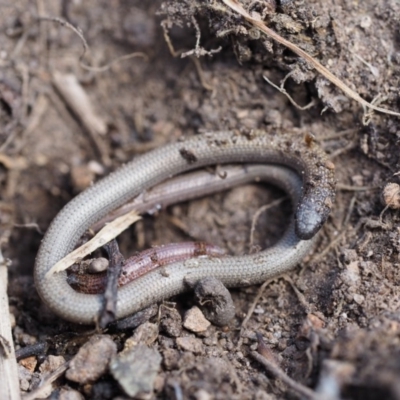 Aprasia parapulchella (Pink-tailed Worm-lizard) at Gordon, ACT - 7 Sep 2019 by NadiaDannatt