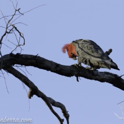 Callocephalon fimbriatum (Gang-gang Cockatoo) at Hughes, ACT - 24 Aug 2019 by BIrdsinCanberra