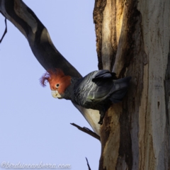 Callocephalon fimbriatum (Gang-gang Cockatoo) at Garran, ACT - 24 Aug 2019 by BIrdsinCanberra