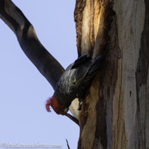 Callocephalon fimbriatum at Garran, ACT - 25 Aug 2019