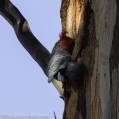 Callocephalon fimbriatum at Garran, ACT - suppressed