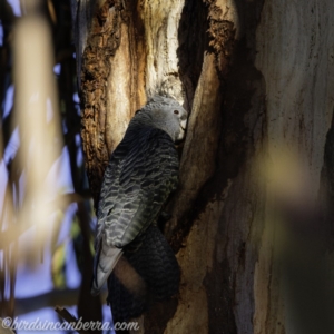 Callocephalon fimbriatum at Garran, ACT - suppressed