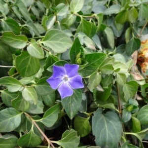 Vinca major at Parkes, ACT - 5 Sep 2019