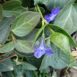 Vinca major at Parkes, ACT - 5 Sep 2019