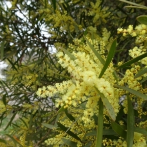 Acacia longifolia subsp. longifolia at Reid, ACT - 5 Sep 2019