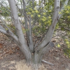 Acacia longifolia subsp. longifolia at Reid, ACT - 5 Sep 2019 11:11 AM