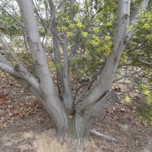 Acacia longifolia subsp. longifolia at Reid, ACT - 5 Sep 2019