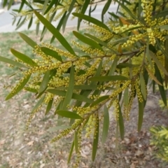 Acacia longifolia subsp. longifolia at Reid, ACT - 5 Sep 2019 11:11 AM