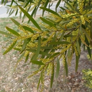 Acacia longifolia subsp. longifolia at Reid, ACT - 5 Sep 2019 11:11 AM