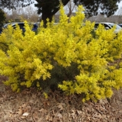 Acacia boormanii (Snowy River Wattle) at Reid, ACT - 5 Sep 2019 by JanetRussell