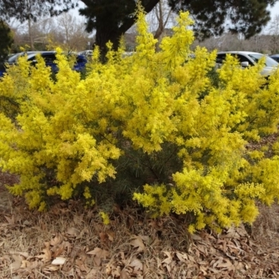 Acacia boormanii (Snowy River Wattle) at Reid, ACT - 5 Sep 2019 by JanetRussell