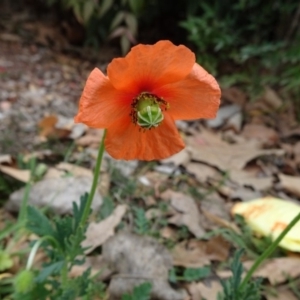 Papaver dubium at Parkes, ACT - 5 Sep 2019