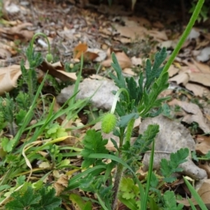 Papaver dubium at Parkes, ACT - 5 Sep 2019 11:19 AM