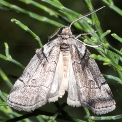 Corula geometroides (Corula geometroides) at Guerilla Bay, NSW - 1 Sep 2019 by jb2602