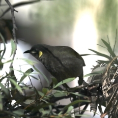 Meliphaga lewinii (Lewin's Honeyeater) at Rosedale, NSW - 1 Sep 2019 by jb2602