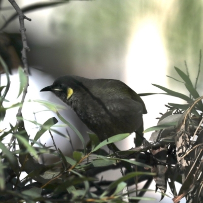 Meliphaga lewinii (Lewin's Honeyeater) at Rosedale, NSW - 1 Sep 2019 by jb2602
